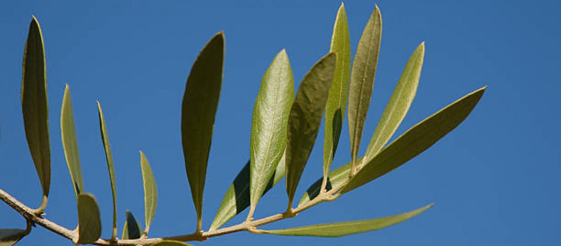 Close up of olive branch on olive tree with blue sky behind.